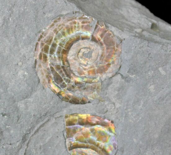 Brilliant Psiloceras Ammonite - England #25771